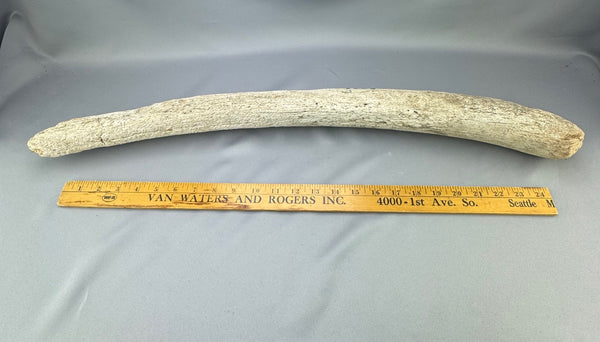 Stellers Sea Cow Rib Bone 23 | Boone Trading Company