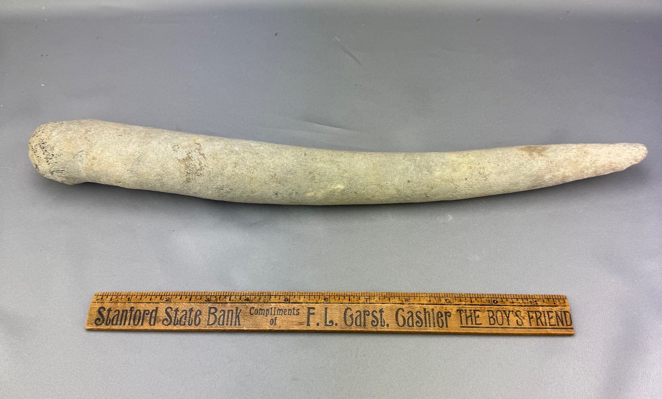 Walrus Oosik Baculum Penile Bone Specimen (C) - Sold 3.7.25