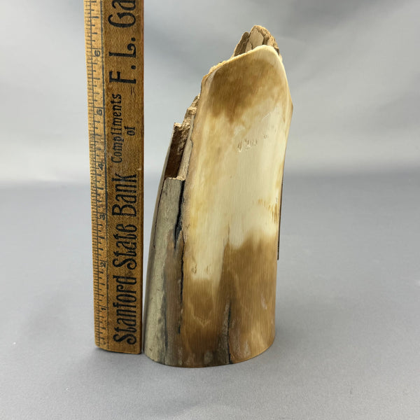 Mammoth Ivory Tusk Tip Section 11