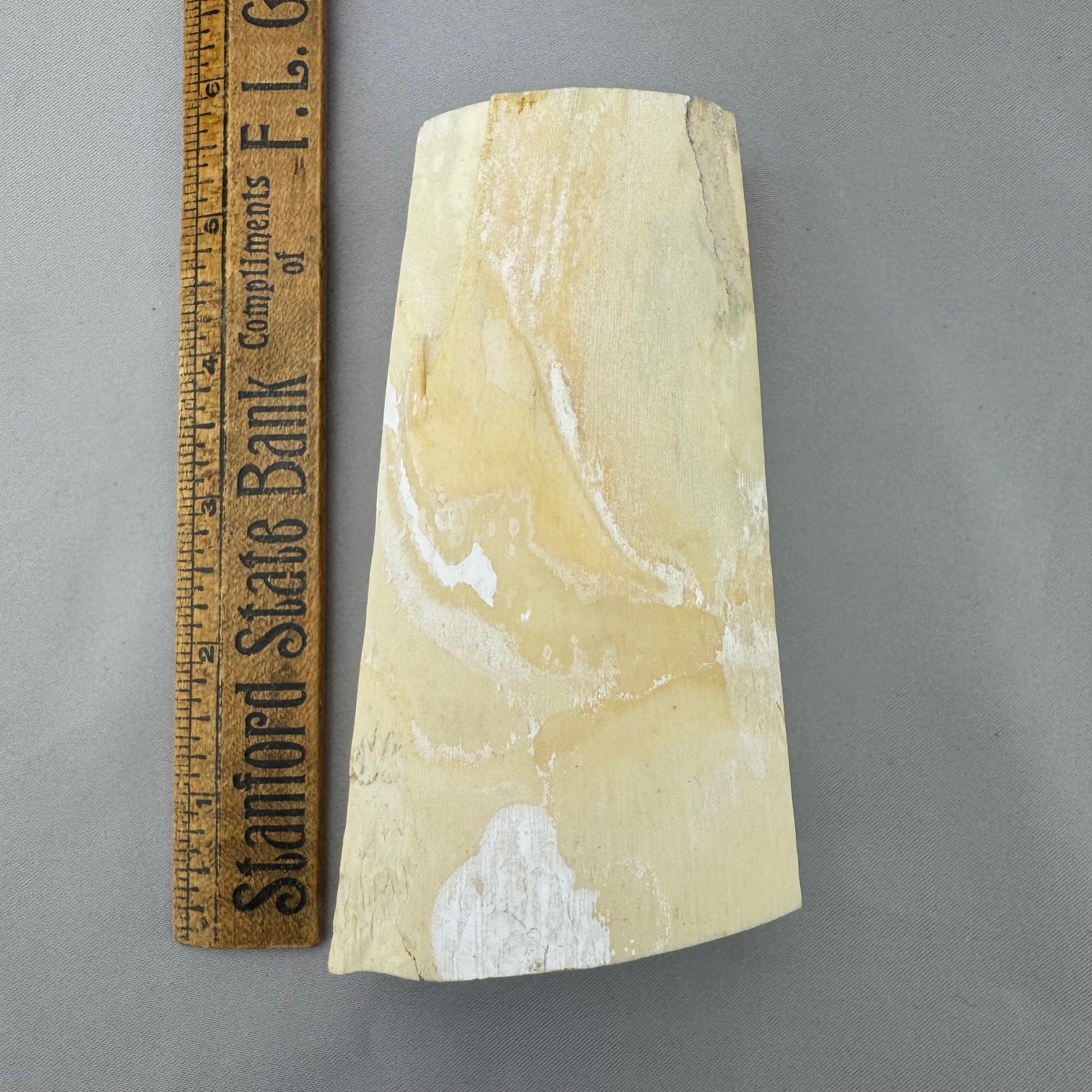 Mammoth Ivory Tusk Section 12 