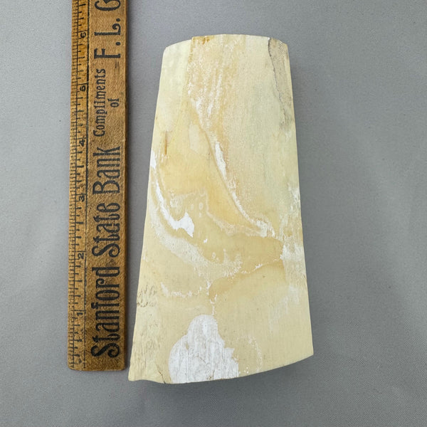 Mammoth Ivory Tusk Section 12 