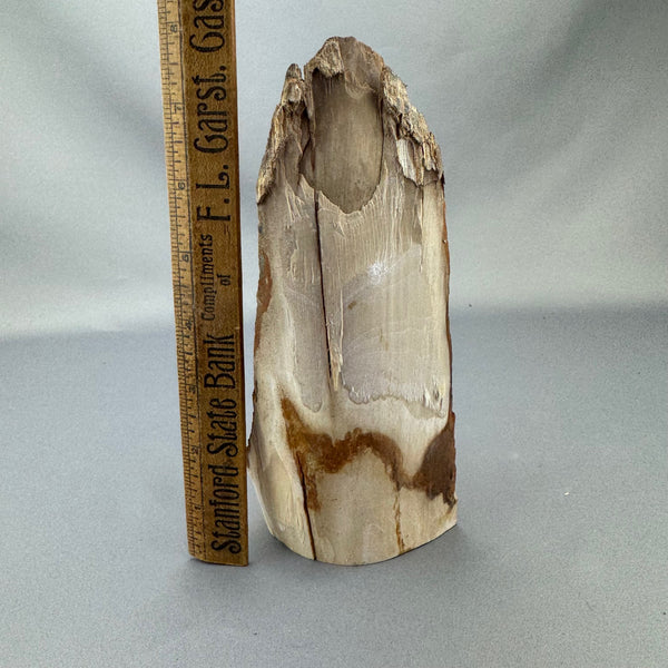 Mammoth Ivory Bark Tusk Section (E)