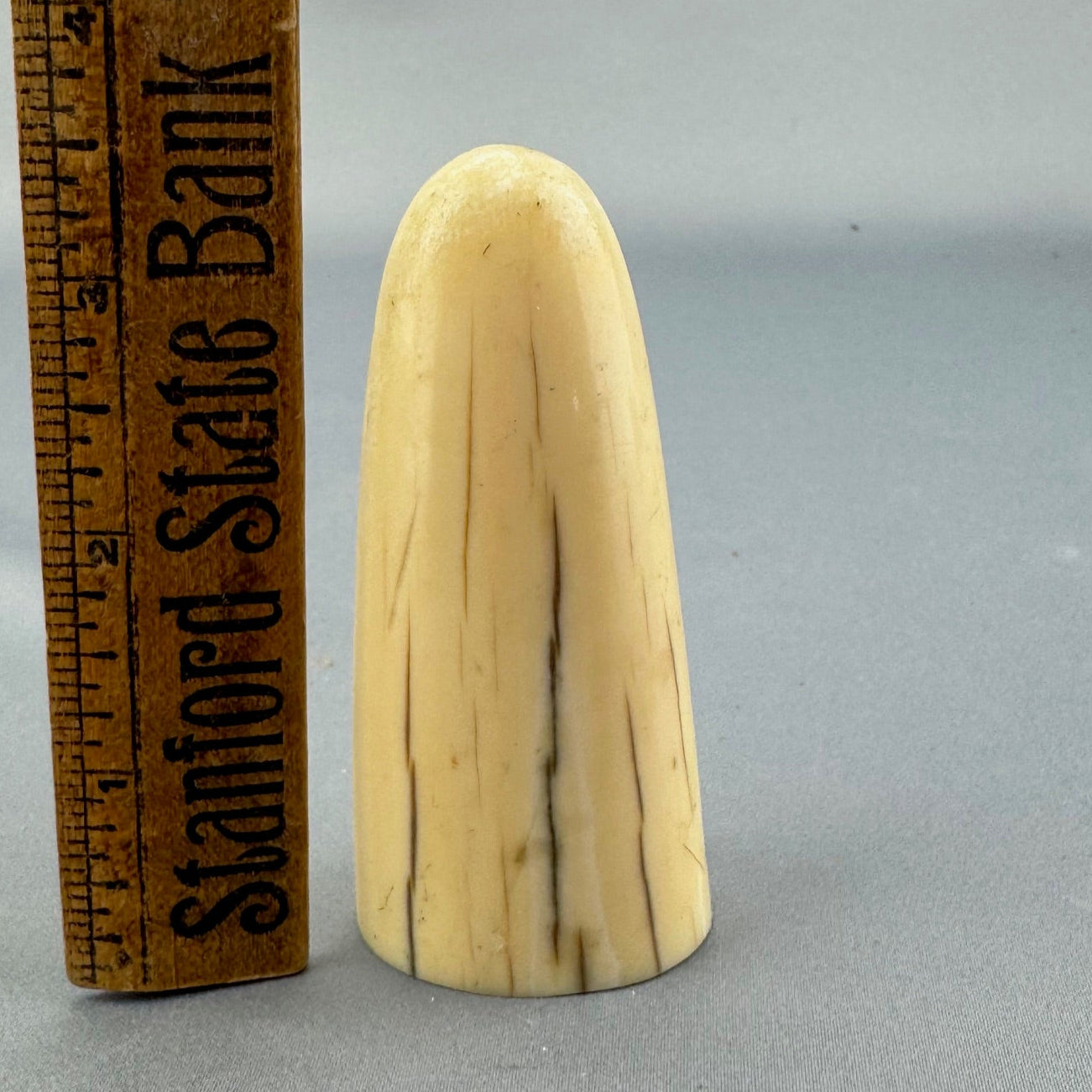 Fossil Walrus Ivory Tusk Tip 41