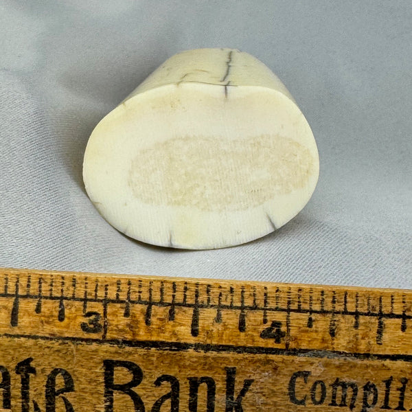 Fossil Walrus Ivory Tusk Tip 41 | Boone Trading Company