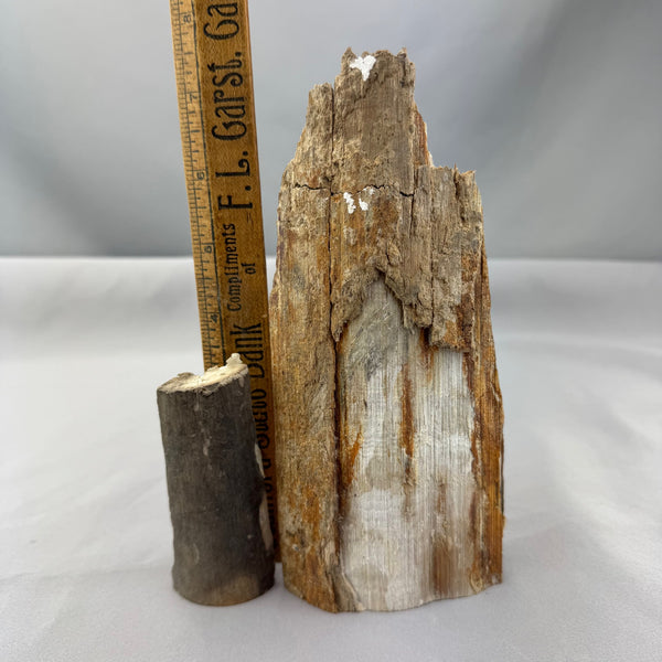 Mammoth Ivory Bark Tusk Section 06 