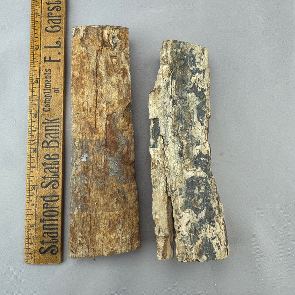 Mammoth Ivory Thick Bark  Lot 33 