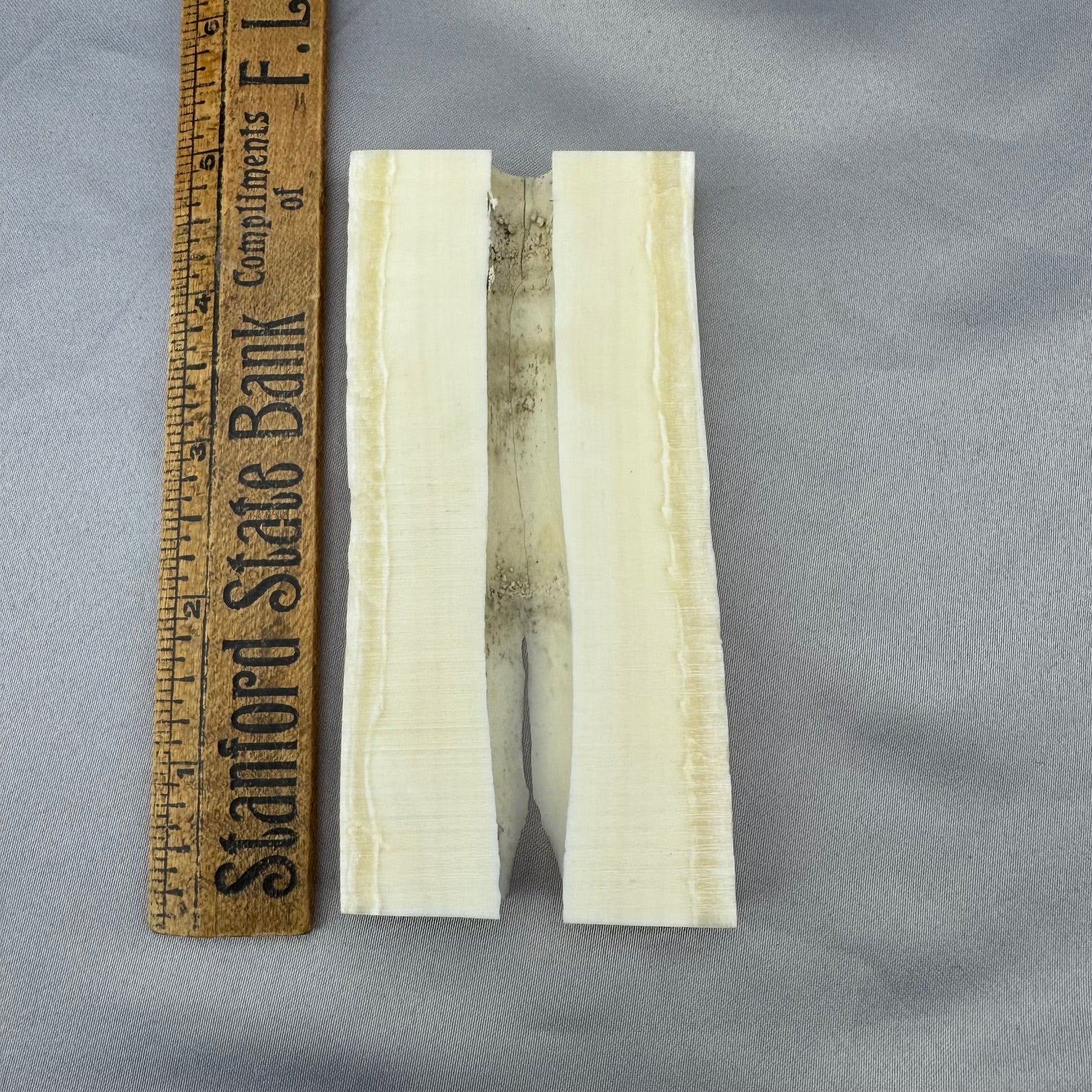 Narwhal Tusk Slabs 01