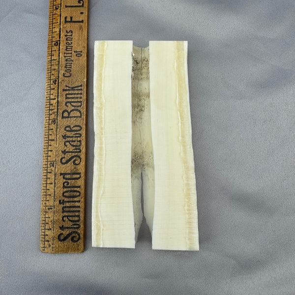 Narwhal Tusk Slabs 01