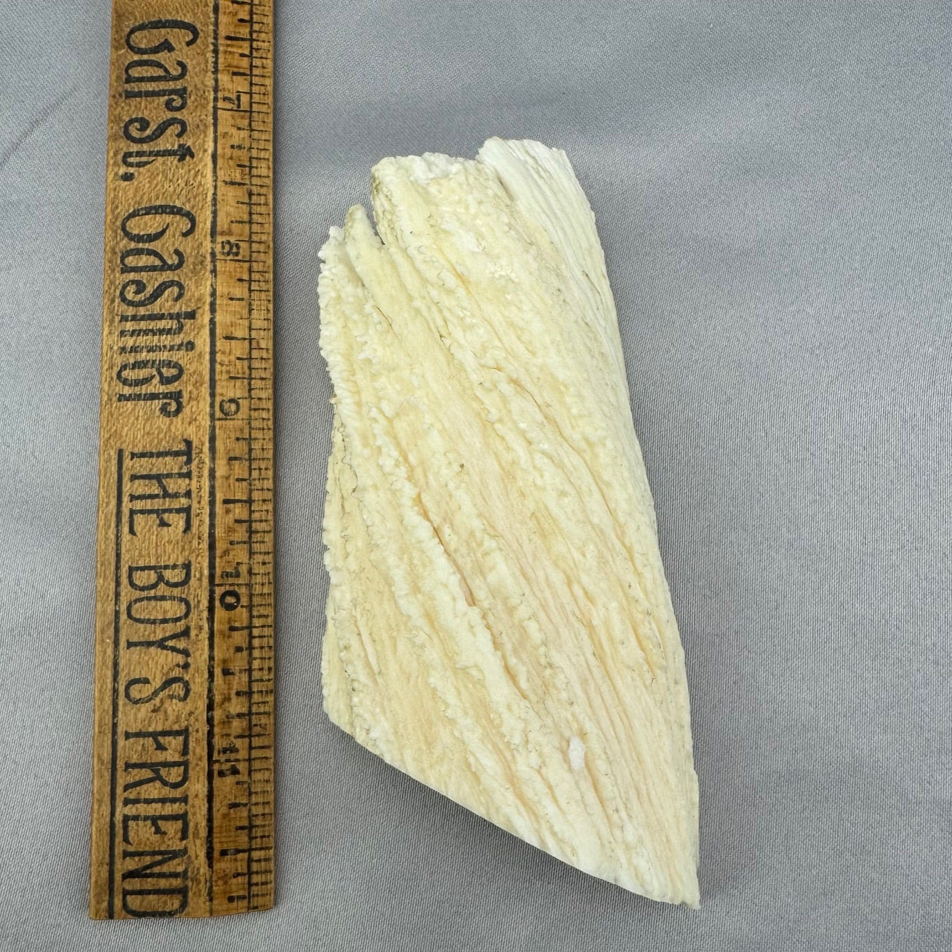 Narwhal Ivory Half Section - 11