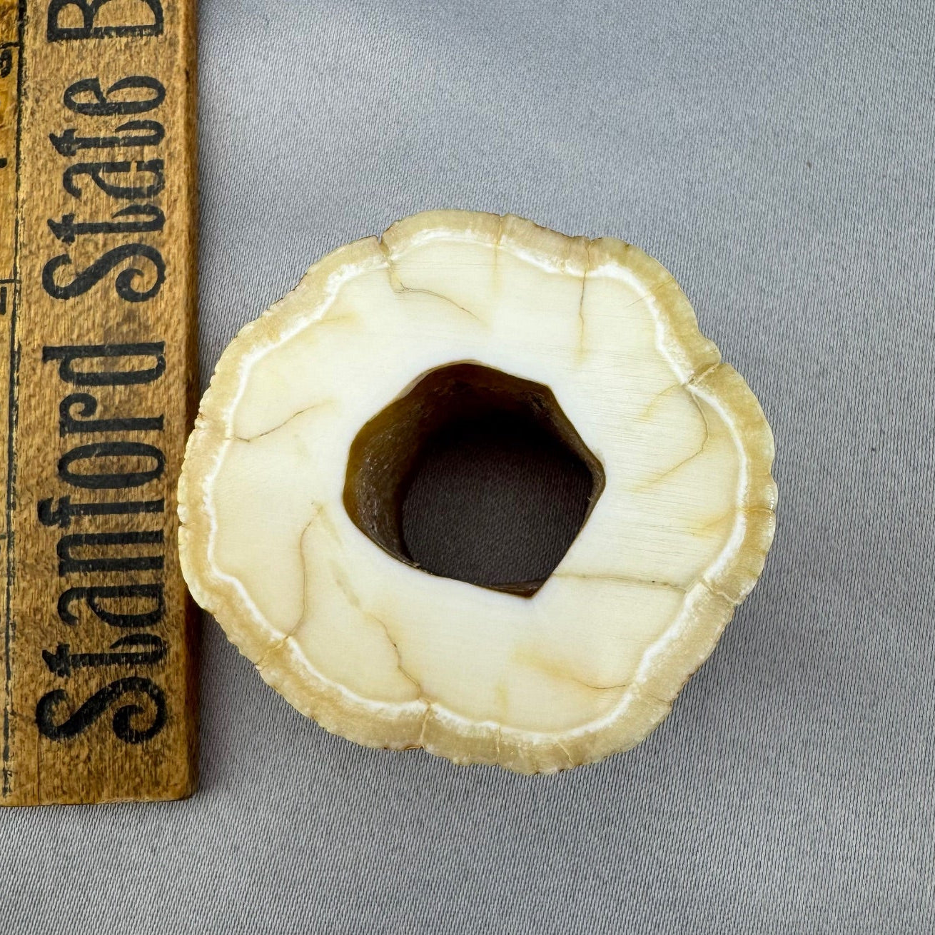Narwhal Ivory Polished Tusk Section 21