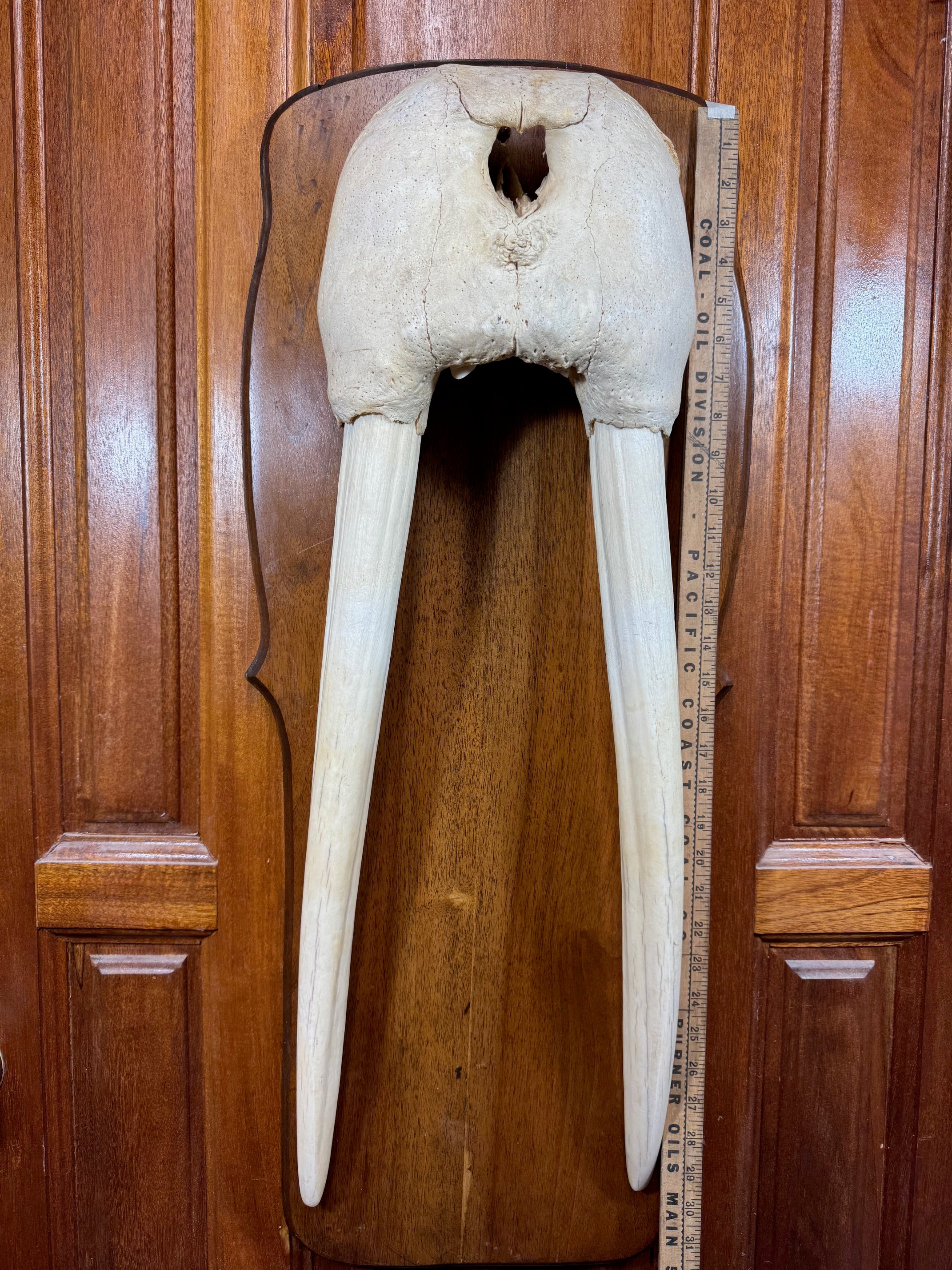 Vintage Walrus “Mask” Skull with Tusks WM-14