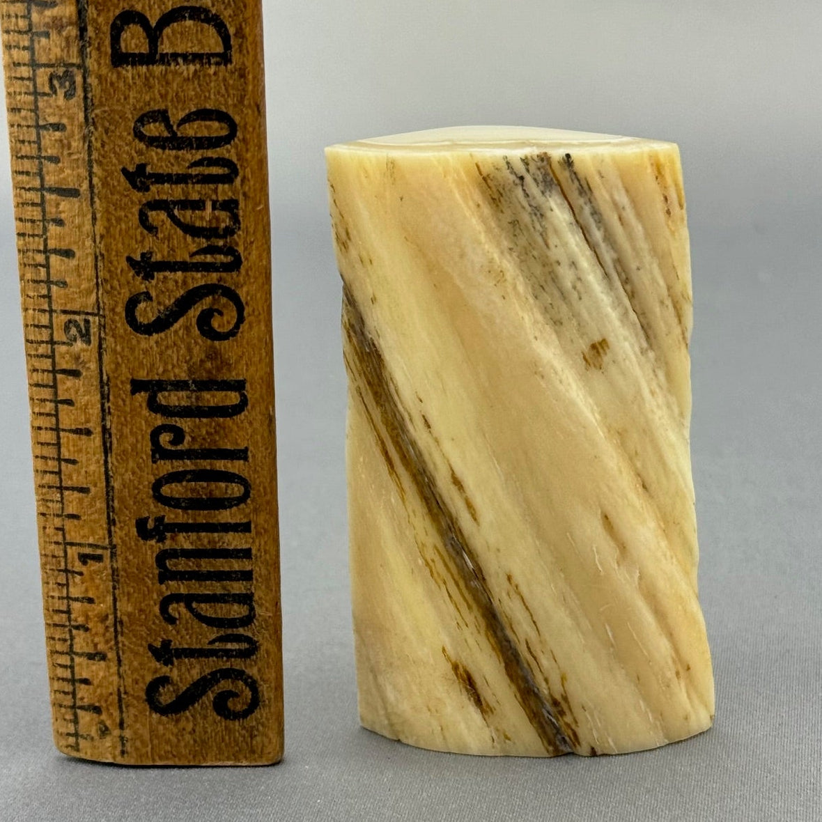 Narwhal Ivory Polished Tusk Section 13 