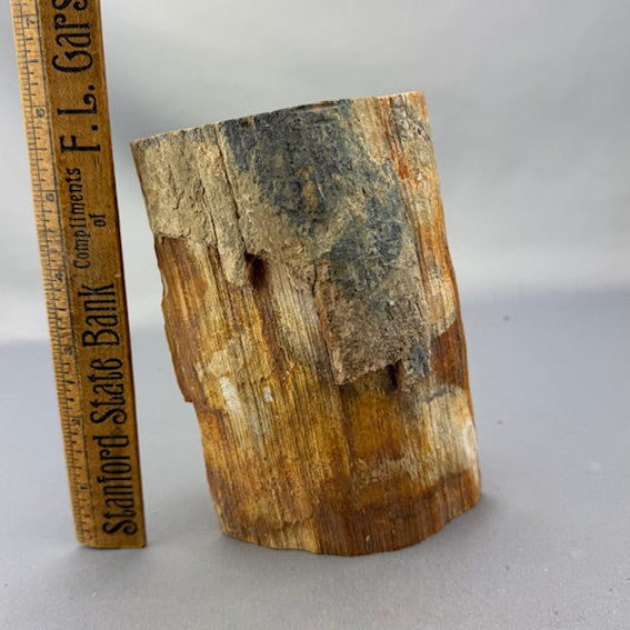 Mammoth Ivory Bark Tusk Section 06