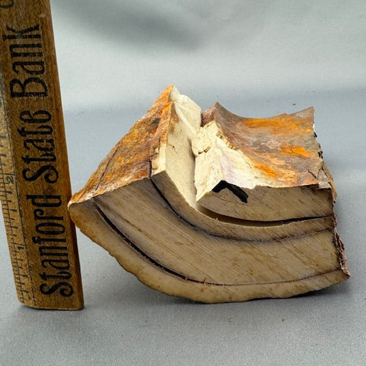 Mammoth Ivory Bark Tusk Section 06- Sold 3.1.26 | Boone Trading Company