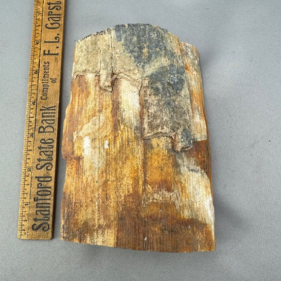 Mammoth Ivory Bark Tusk Section 06- Sold 3.1.26 | Boone Trading Company