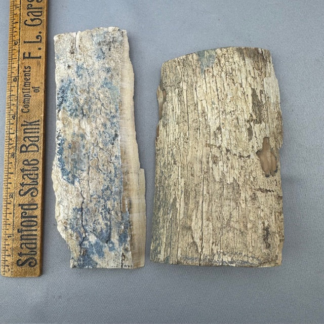 Mammoth Ivory Bark Lot- 36