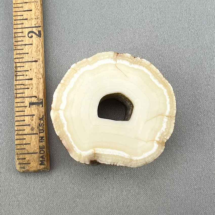 Narwhal Ivory Polished Cross Cut Section 34