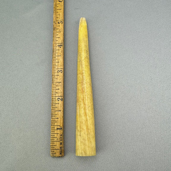 Narwhal Ivory Polished Tusk Tip 27 