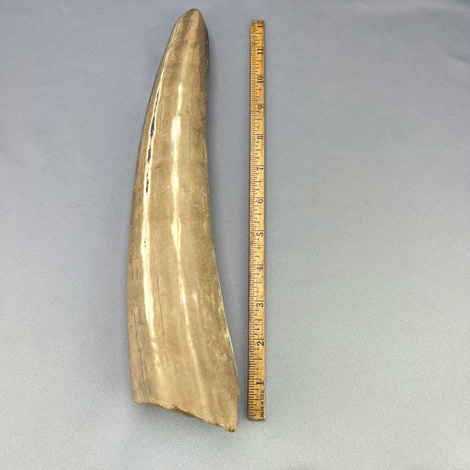 Beach Tumbled Fossil Walrus Tusk Ivory Piece 31
