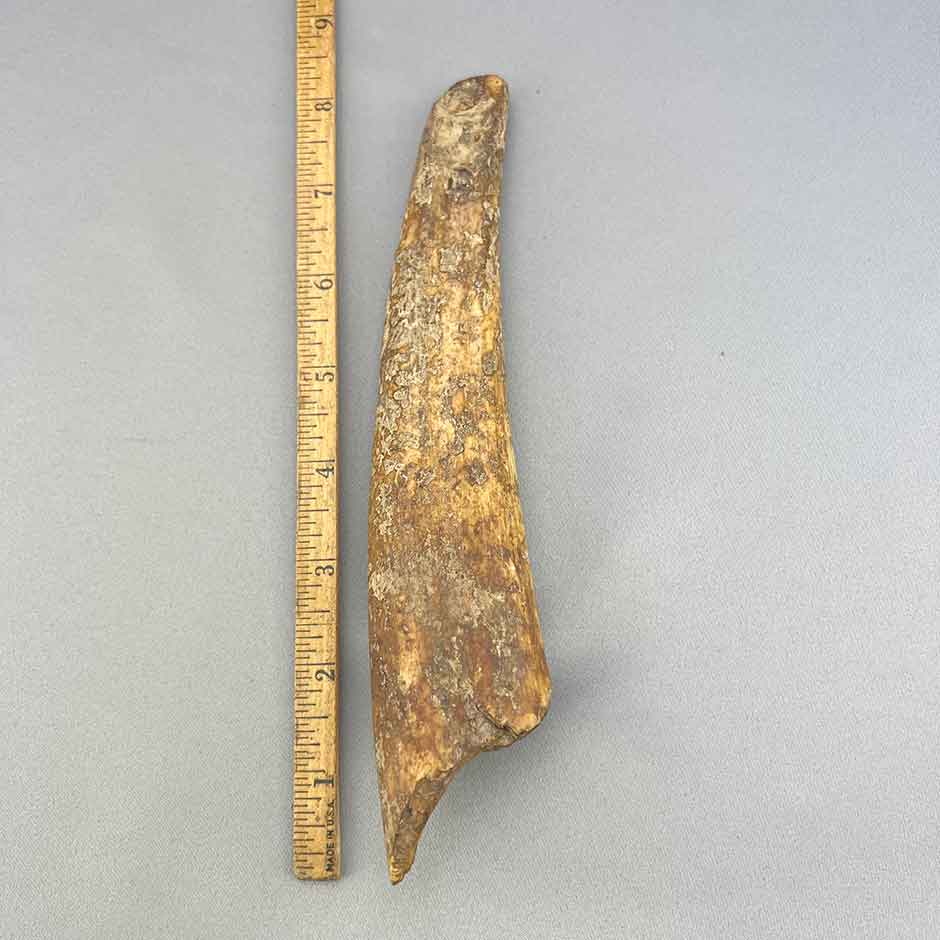 Fossil Walrus Adz Artifact Tusk Section 48