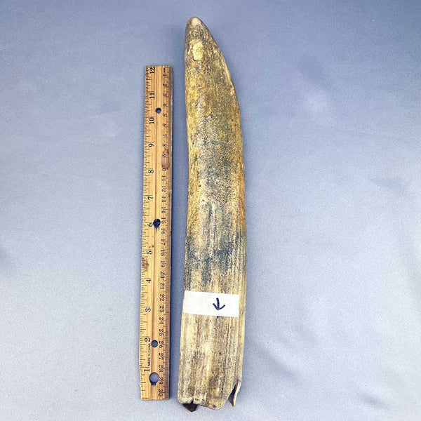 Fossil Walrus Beach Washed Ivory (50)