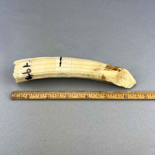 Hippo Ivory Peg Tusk 12