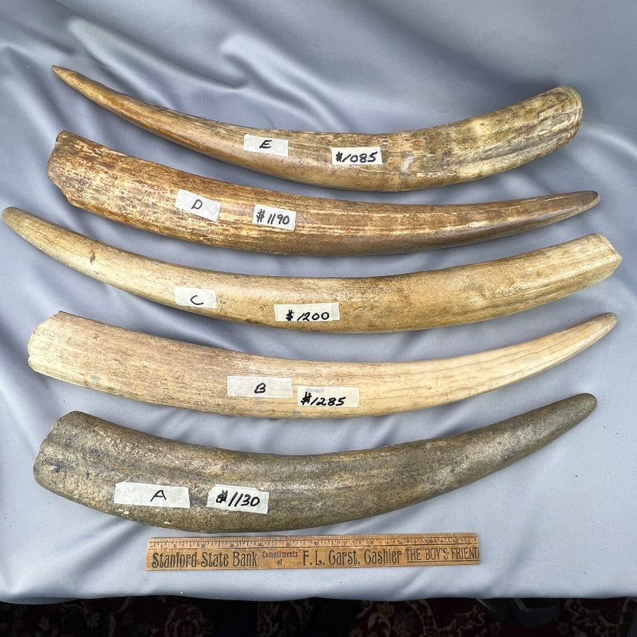 Specimen Ancient Walrus Tusks $1,085-$1,285