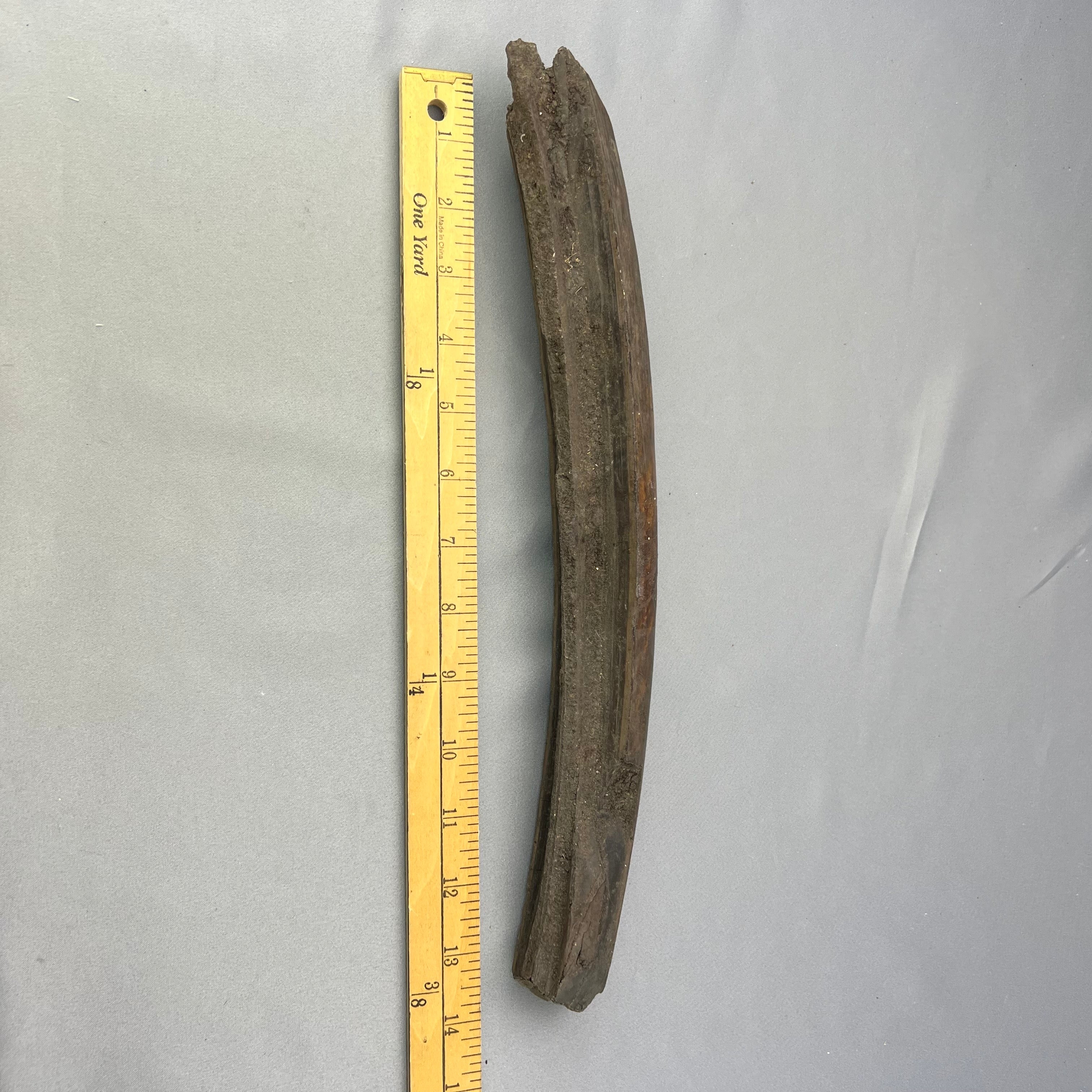 Fossil Walrus Tusk Section 55
