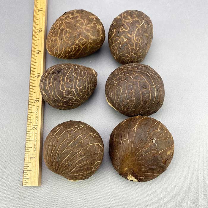 Large Tauga Nut Lot - B