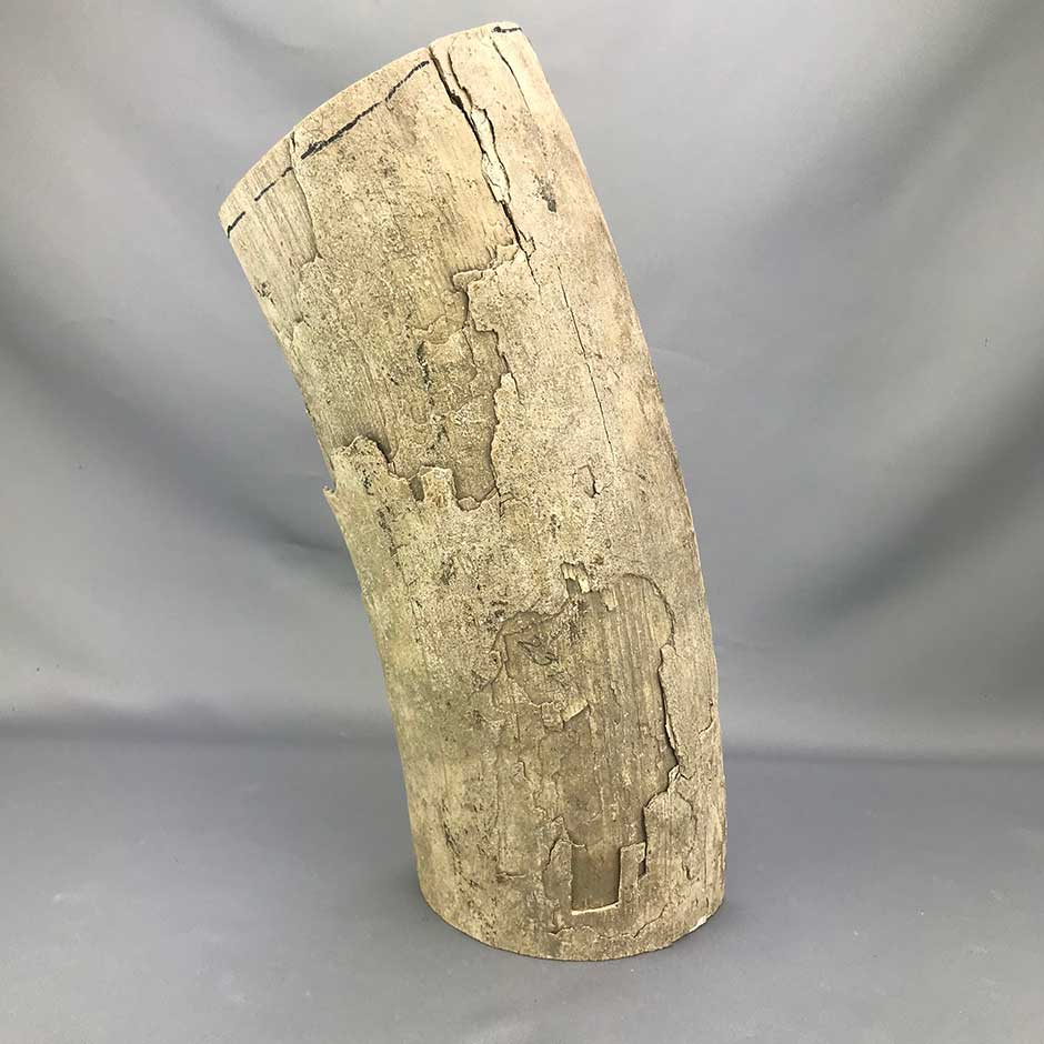 Large Mammoth Ivory Bark Tusk Section Piece 22 - Sold 6.10.21