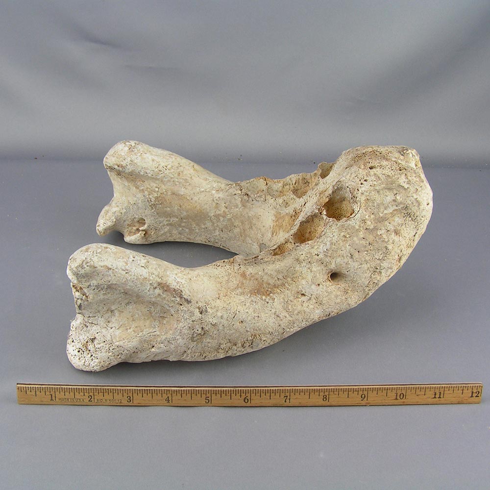 Excavated Fossil Walrus Jawbone (D)