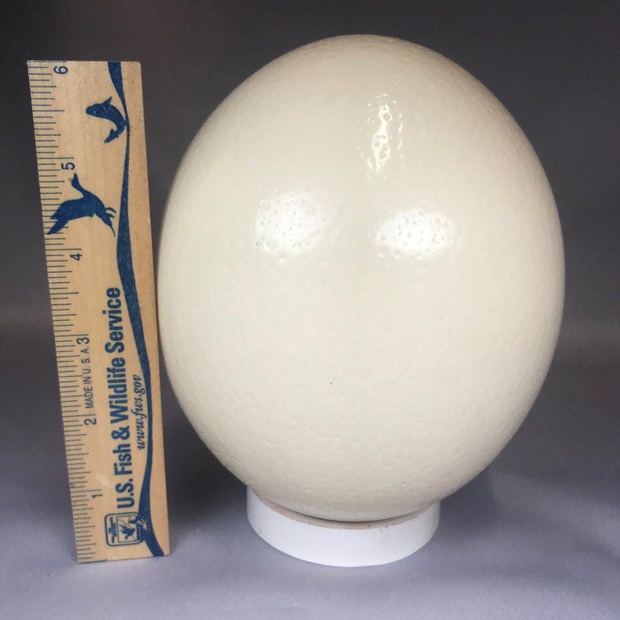 OSTRICH EGG with white ring base - Sold 12/1/19 # 5013